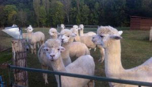 house sitting france