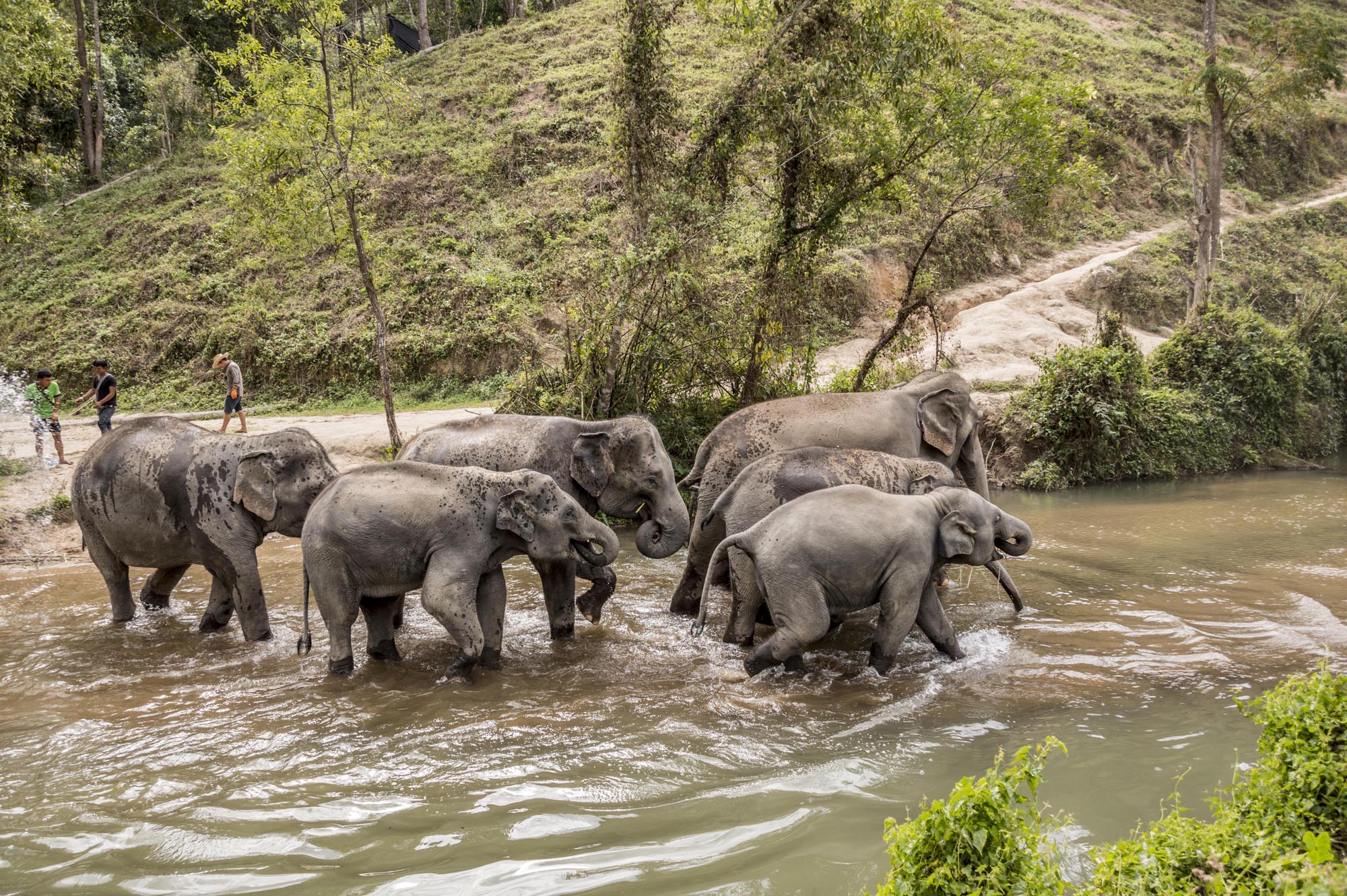 things to do in Chiang Mai - elephant sanctuary