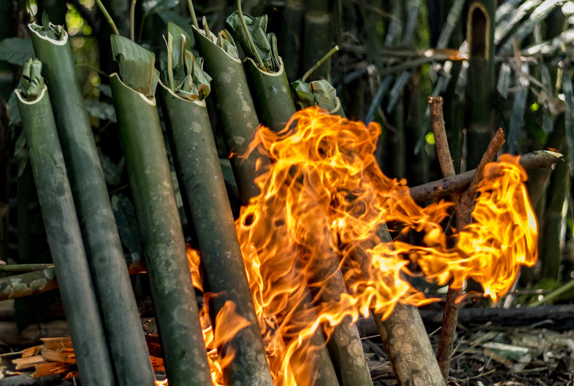 things to do in Chiang Mai - trekking in the jungle