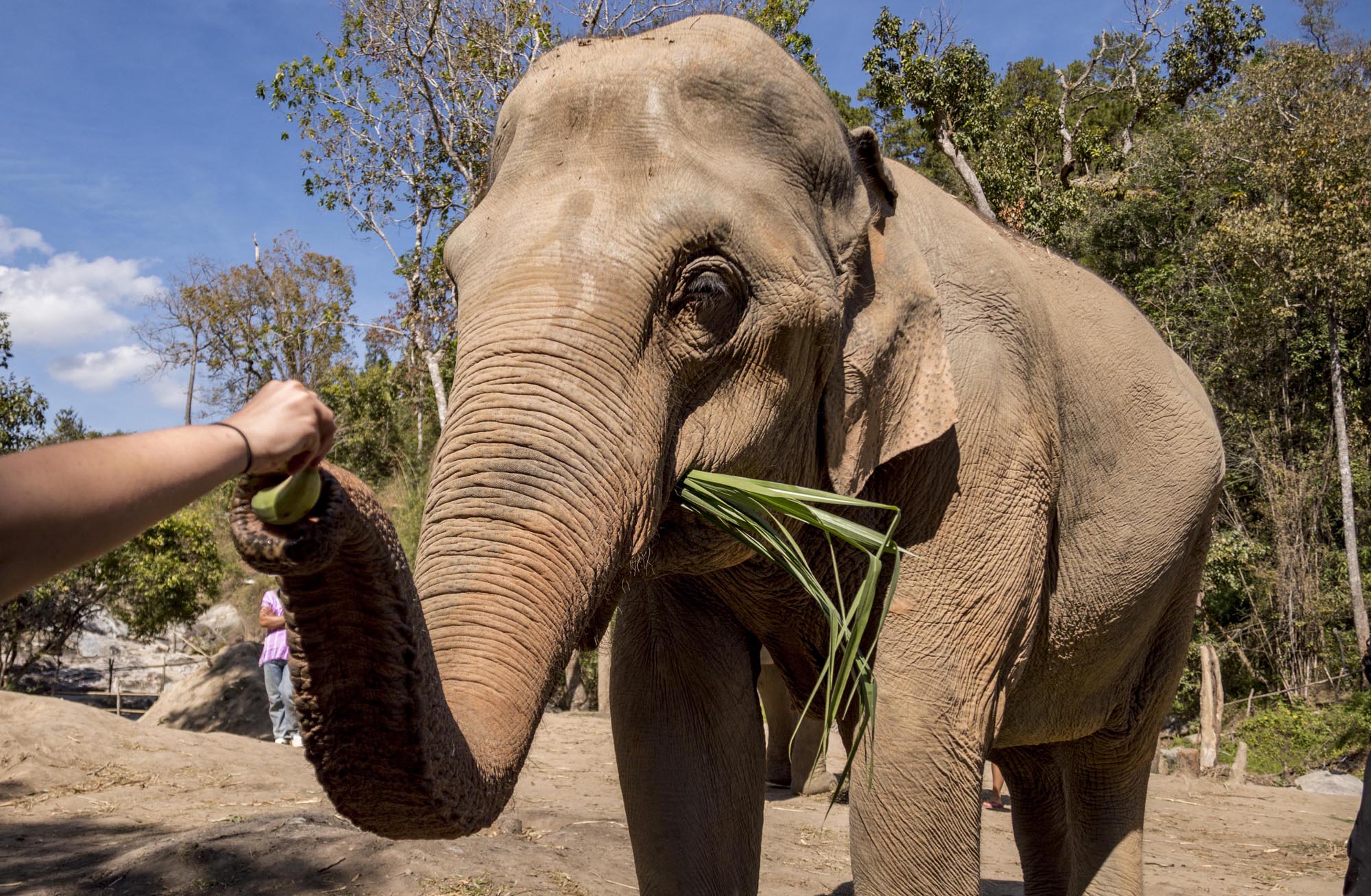 things to do in Chiang Mai - elephant sanctuary