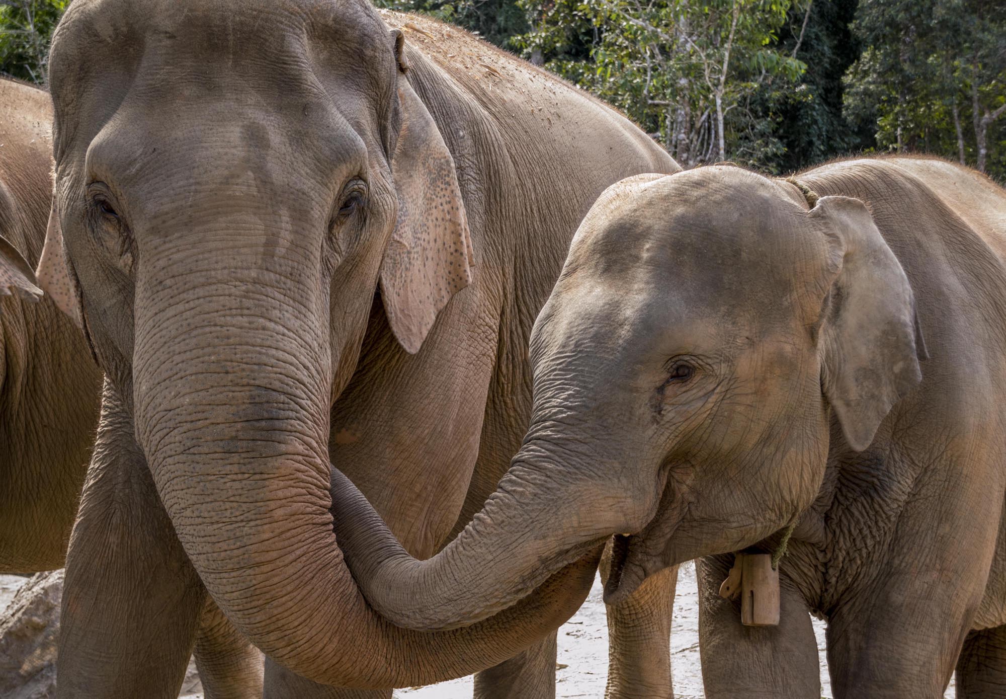 chiang mai atrakcje - sanktuarium słoni