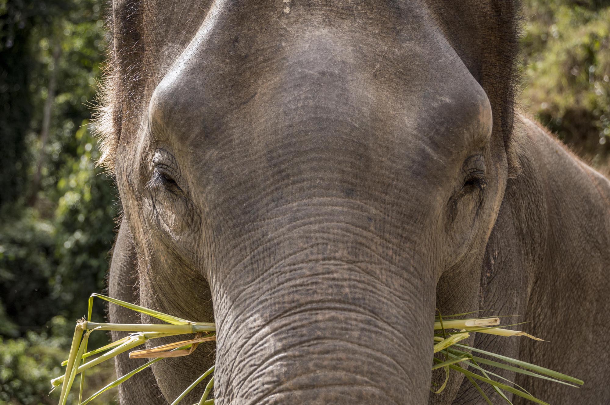 things to do in Chiang Mai - elephant sanctuary