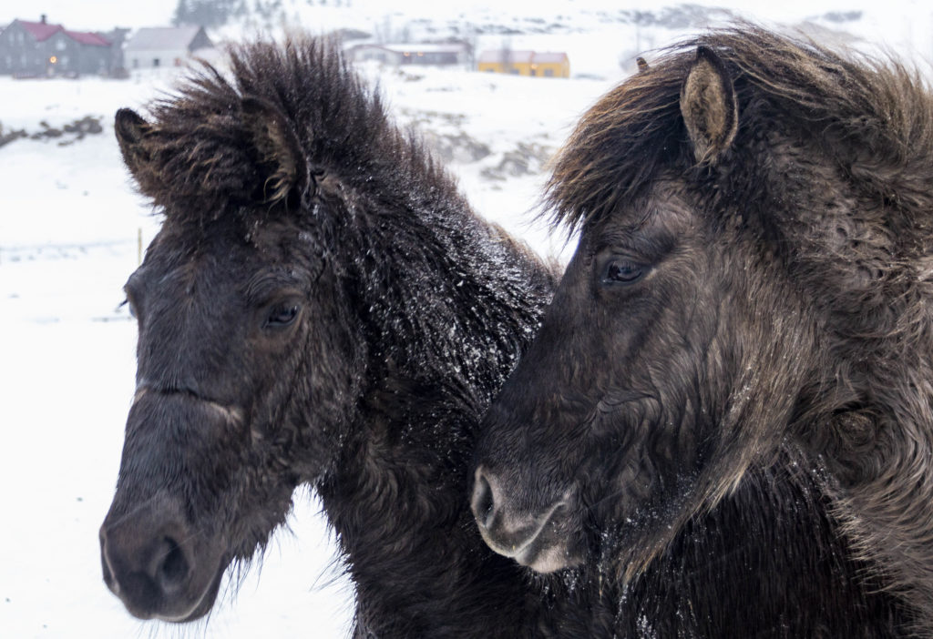 Islandia atrakcje: konie