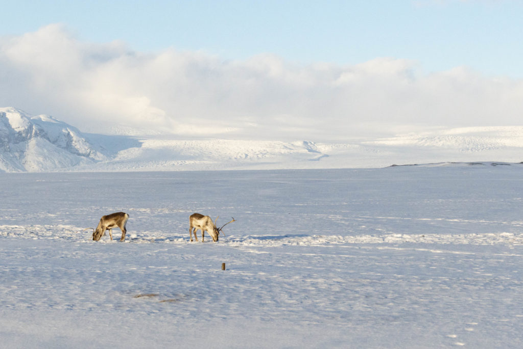 Zachwycająca Islandia: Atrakcje, które musisz zobaczyć podczas pierwszej wizyty na wyspie w 2025. DSC 0375