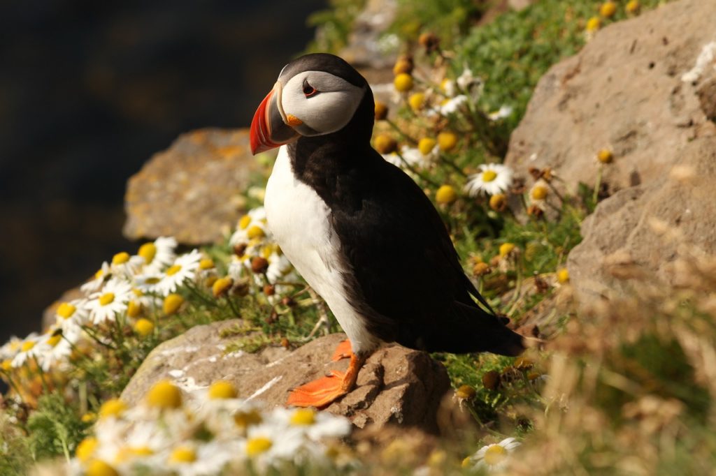 Zachwycająca Islandia: Atrakcje, które musisz zobaczyć podczas pierwszej wizyty na wyspie w 2025. atlantic puffin 1149707 1280