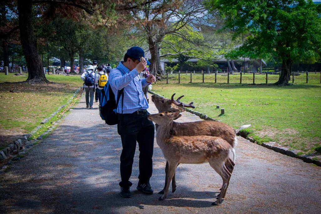 Japonia. 15 atrakcji, które warto zobaczyć w kraju kwitnącej wiśni. Park Nara atrakcje Japonii