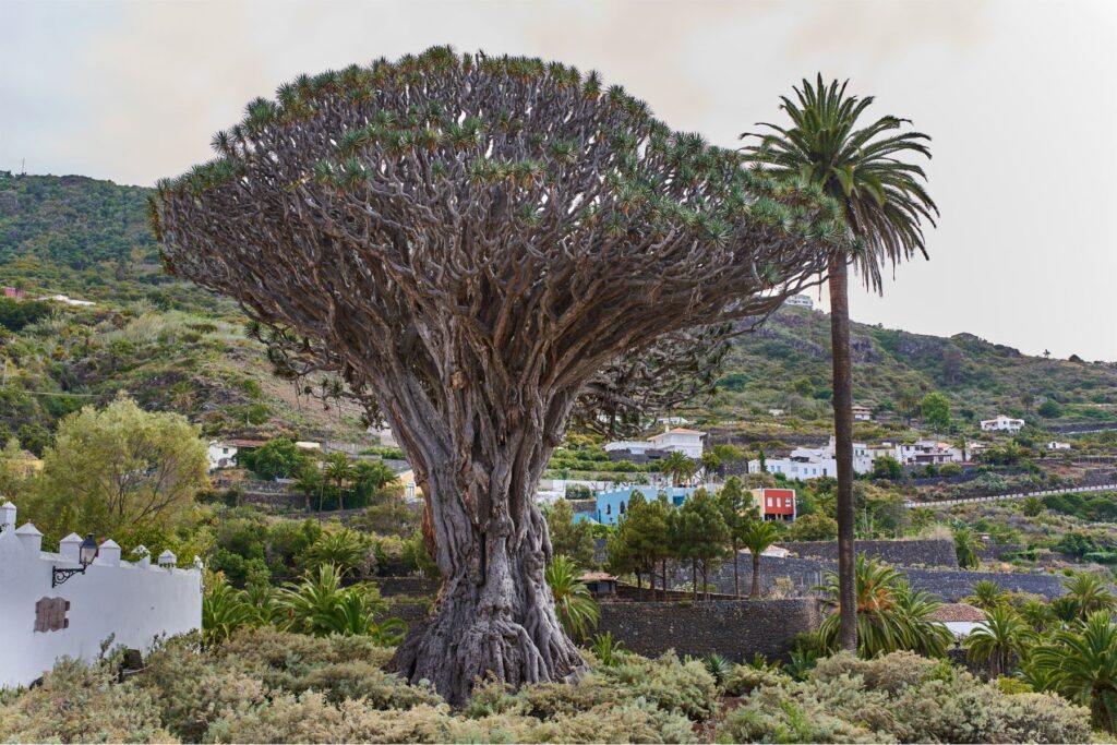 Teneryfa - co warto zobaczyć podczas urlopu? 8 Teneryfa - co warto zobaczyć podczas urlopu? drago milenario teneryfa co zobaczyc