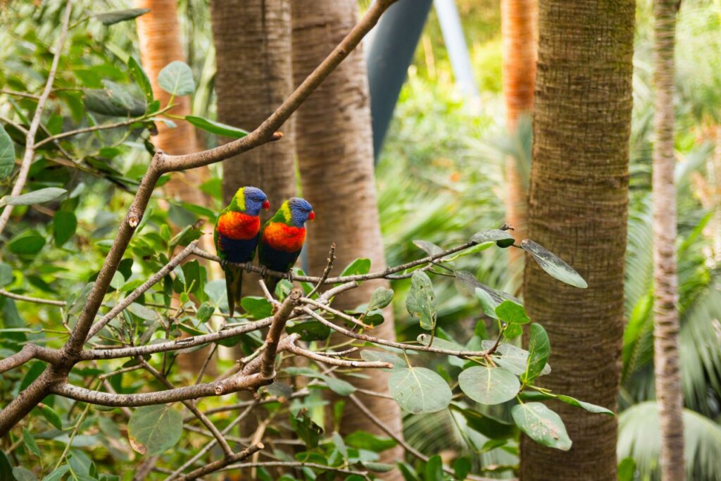 Teneryfa - co warto zobaczyć podczas urlopu? 11 Teneryfa - co warto zobaczyć podczas urlopu? loro park teneryfa