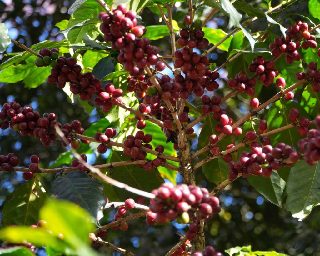 30 Top Things To Do In Bali, Indonesia 43 30 Top Things To Do In Bali, Indonesia what to do in bali indonesia 1